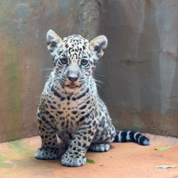 onca-pintada-.png