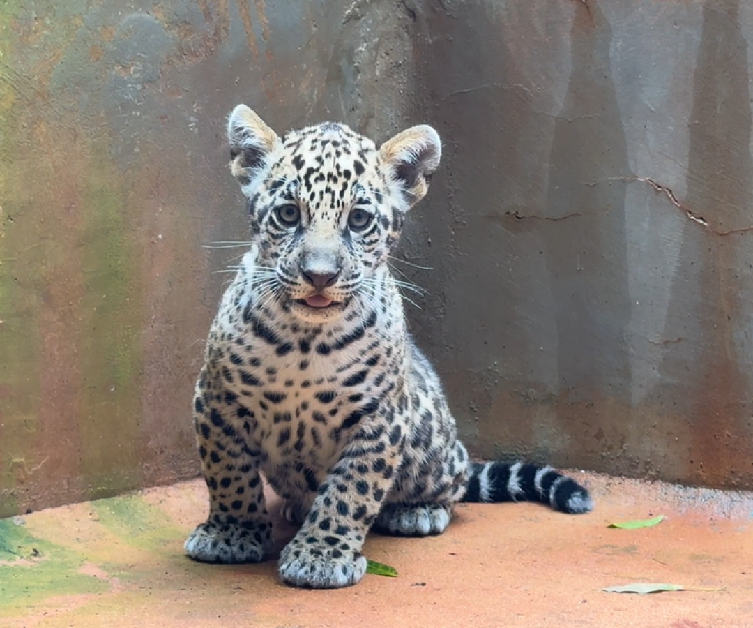 onca-pintada-.png