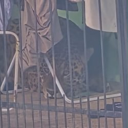 Onça-pintada é capturada com segurança em área urbana de Foz do Iguaçu