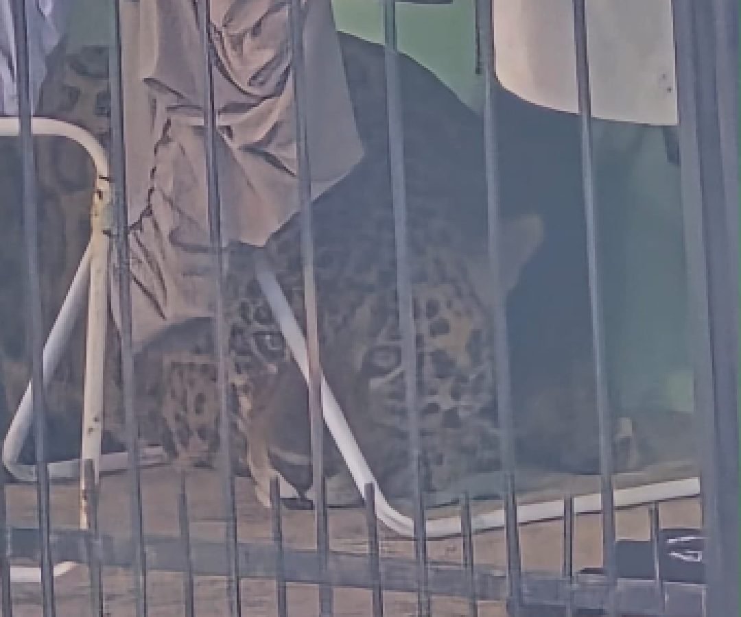 Onça-pintada é capturada com segurança em área urbana de Foz do Iguaçu