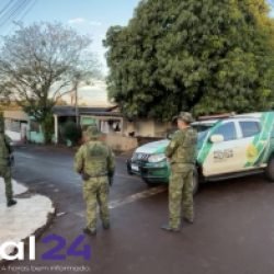 Onça que viralizou nas redes é encontrada em Foz do Iguaçu