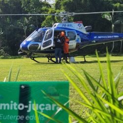 IAT faz dispersão de 700 mil sementes de palmito-juçara para restaurar a Mata Atlântica