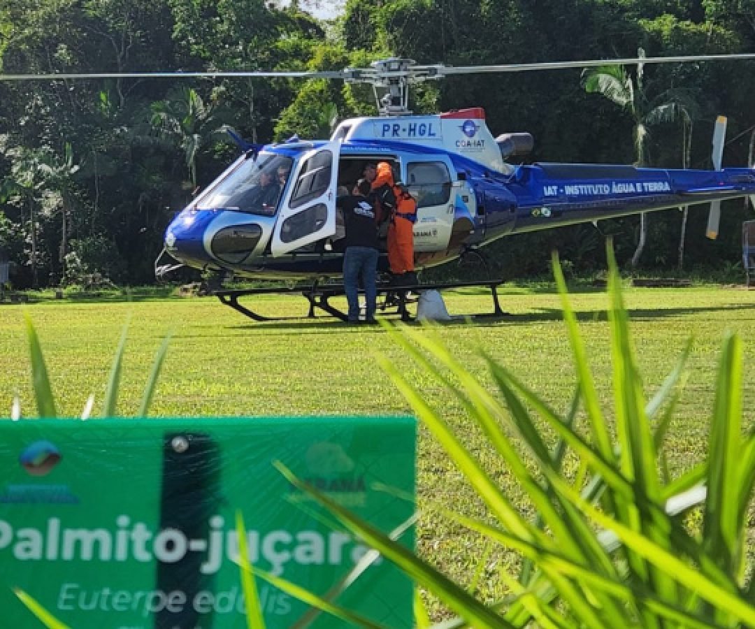 IAT faz dispersão de 700 mil sementes de palmito-juçara para restaurar a Mata Atlântica