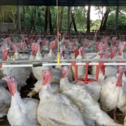 Paraná registra salto nas exportações de carne de peru e receita cresce mais de 100%, aponta Deral