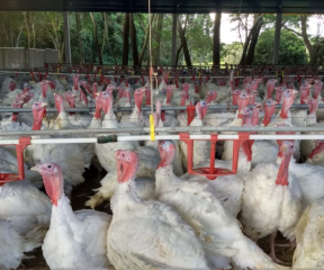 Paraná registra salto nas exportações de carne de peru e receita cresce mais de 100%, aponta Deral