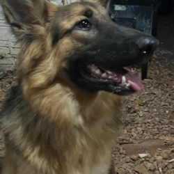 Pastor Alemão desaparece na Rua Paraná, próximo ao Ecopark, em Cascavel