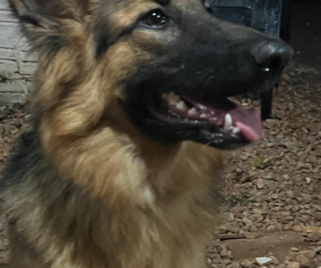 Pastor Alemão desaparece na Rua Paraná, próximo ao Ecopark, em Cascavel