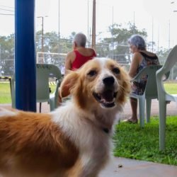 Contrapartida social do Paraná Competitivo vai revitalizar praças com foco pet