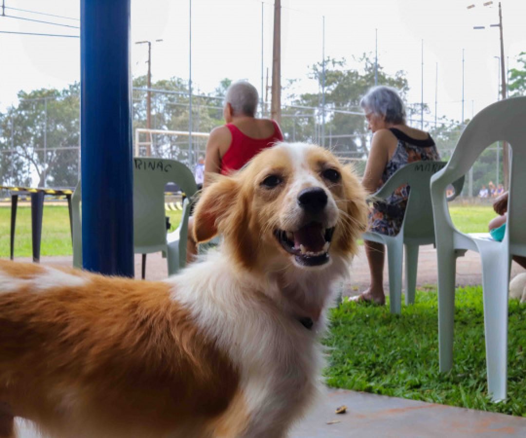 Contrapartida social do Paraná Competitivo vai revitalizar praças com foco pet