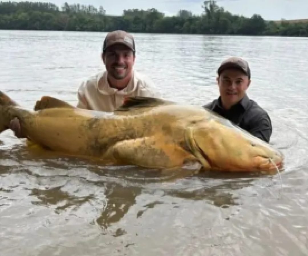 Pescador de Maringá captura jaú recorde no Rio Ivaí e entra para Hall da Fama da BGFA