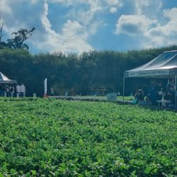 Novidades do cultivo e tecnologias serão apresentados no Dia de Campo Feijão Paraná