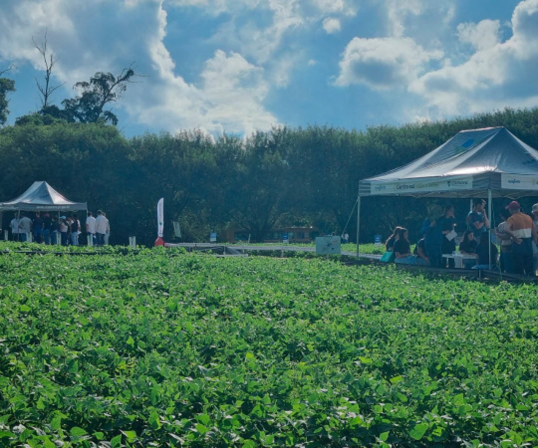 Novidades do cultivo e tecnologias serão apresentados no Dia de Campo Feijão Paraná