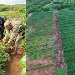 plantacao-maconha-pi.jpg