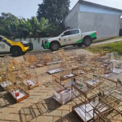 PMPR e IAT apreendem 95 aves e aplicam mais de R$ 400 mil em multas em Guarapuava