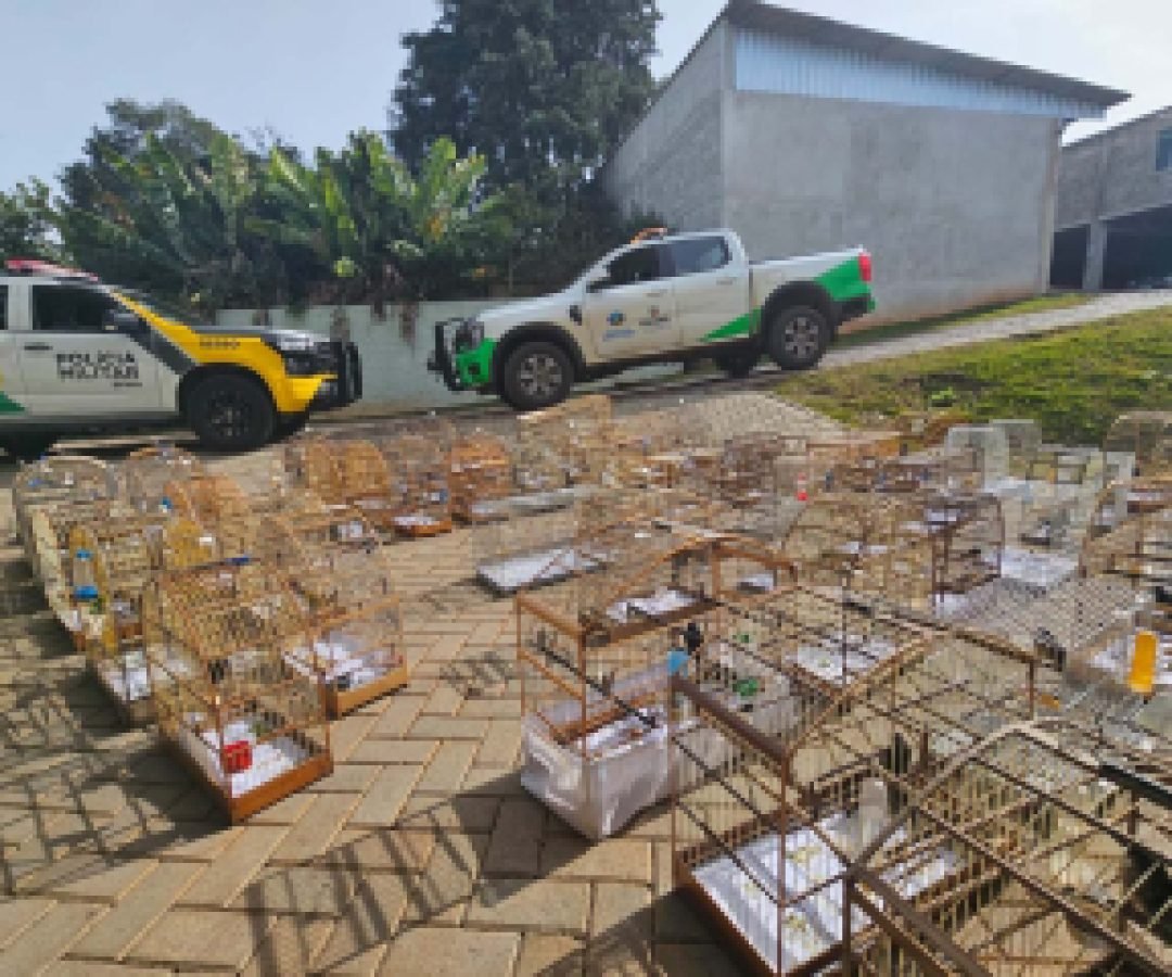 PMPR e IAT apreendem 95 aves e aplicam mais de R$ 400 mil em multas em Guarapuava