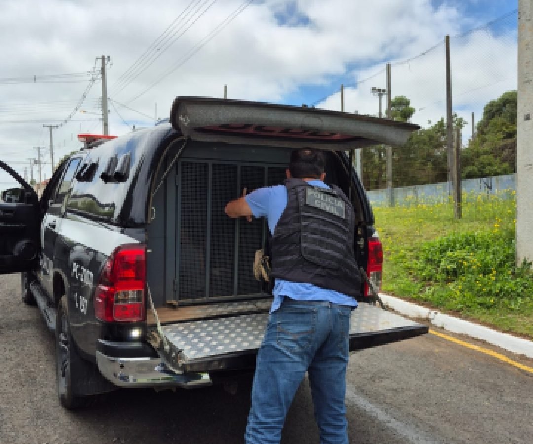 Polícia Civil conclui inquérito sobre tentativa de homicídio em Castro