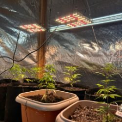 Polícia Civil e GCM de Ponta Grossa apreendem estufa de maconha cultivada em residência