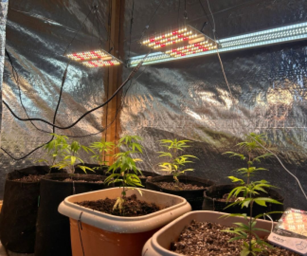 Polícia Civil e GCM de Ponta Grossa apreendem estufa de maconha cultivada em residência