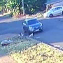 Polícia Civil investiga atropelamento de cão ocorrido na terça-feira em Cascavel