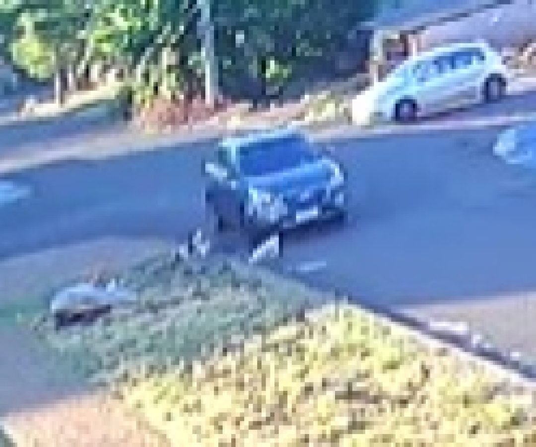 Polícia Civil investiga atropelamento de cão ocorrido na terça-feira em Cascavel