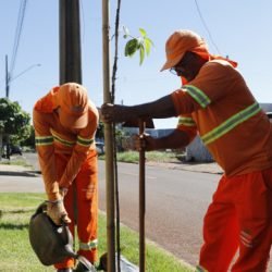 Prefeitura lança programa “Cascavel Mais Verde” com plantio de mil árvores
