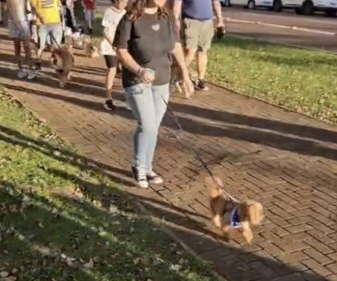 Primeira Cãominhada VidAcic reúne famílias e pets em evento inédito em Cascavel