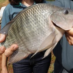 Paraná alcança marca de 273 mil toneladas de peixes em 2025 e lidera produção nacional