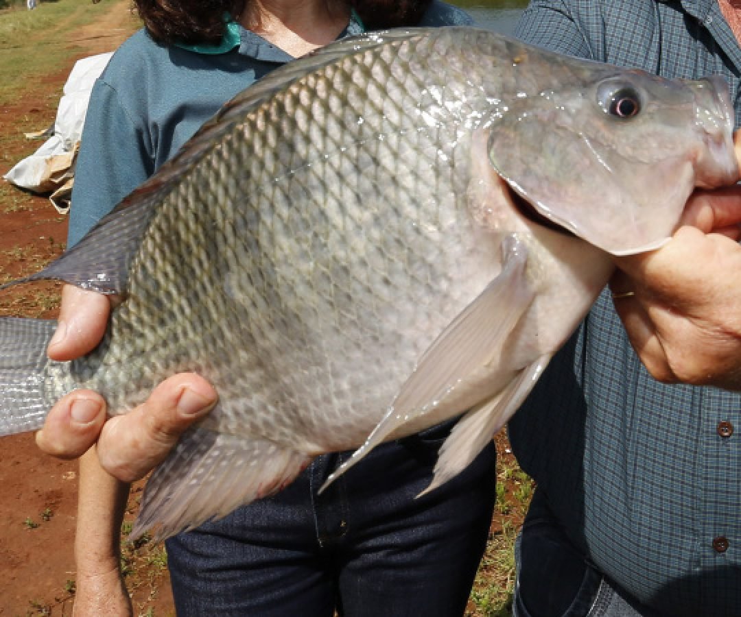Paraná alcança marca de 273 mil toneladas de peixes em 2025 e lidera produção nacional