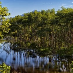 Do mangue ao sítio arqueológico: parques estaduais são abrigos da natureza paranaense