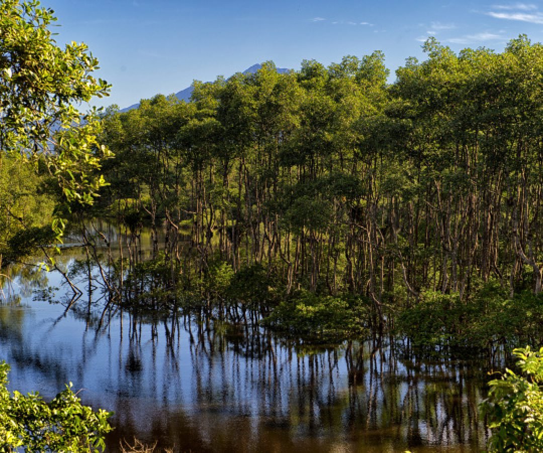 Do mangue ao sítio arqueológico: parques estaduais são abrigos da natureza paranaense
