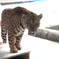 Referência em conservação e pesquisa, Zoo de Cascavel recebe onça-pintada capturada em Mandaguari