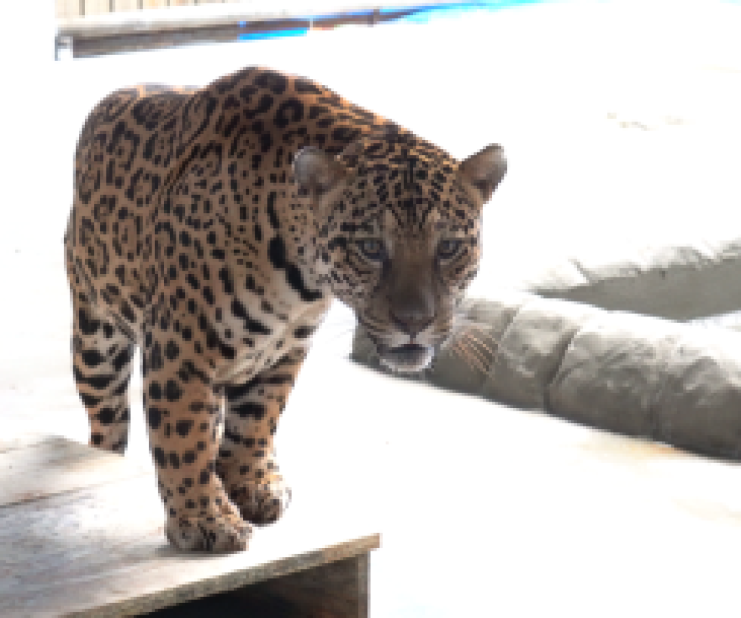 Referência em conservação e pesquisa, Zoo de Cascavel recebe onça-pintada capturada em Mandaguari