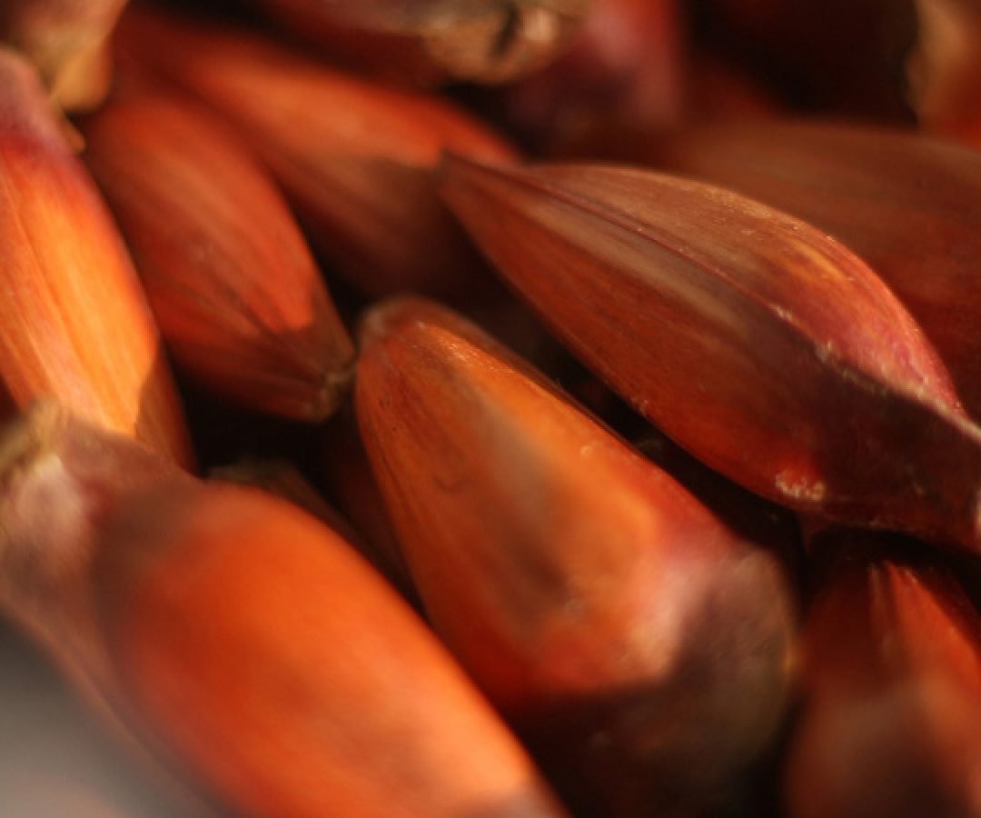 IAT reforça mudança na temporada do pinhão: venda começa em 15 de abril