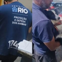 resgate-cachorro-rj.jpg