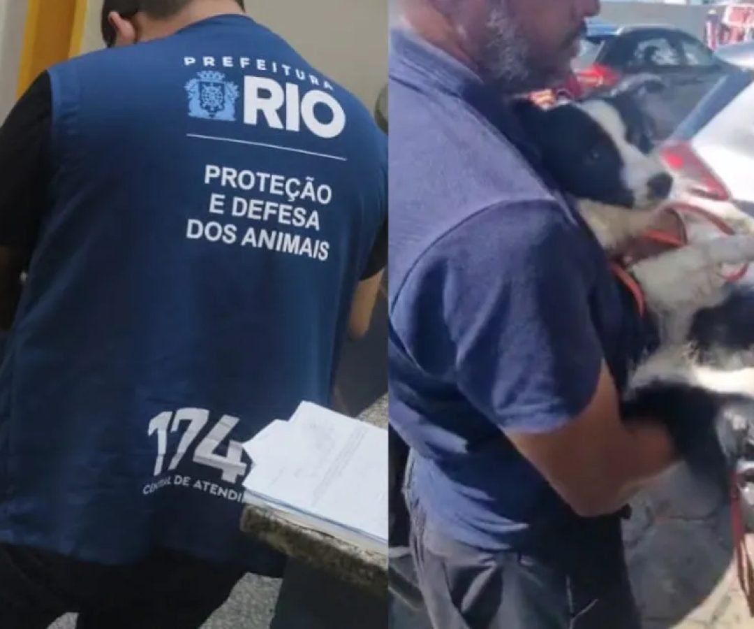 resgate-cachorro-rj.jpg