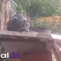 Resgate de gatos vítimas de maus-tratos no bairro Neves