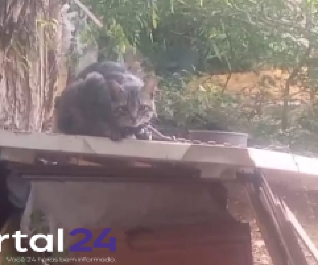 Resgate de gatos vítimas de maus-tratos no bairro Neves