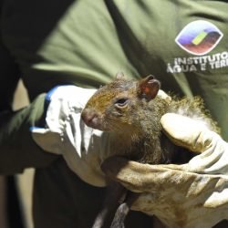 Para ampliar políticas públicas, Estado cria Superintendência-Geral de Proteção Animal
