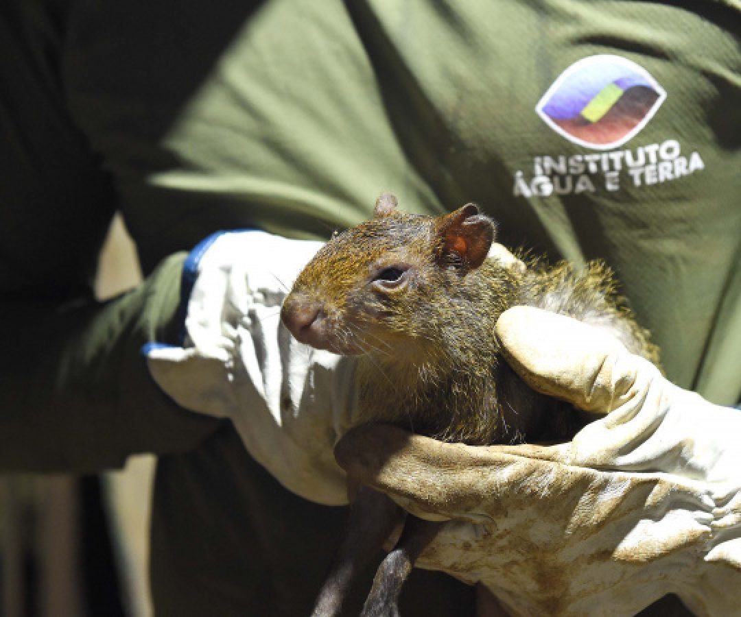 Para ampliar políticas públicas, Estado cria Superintendência-Geral de Proteção Animal