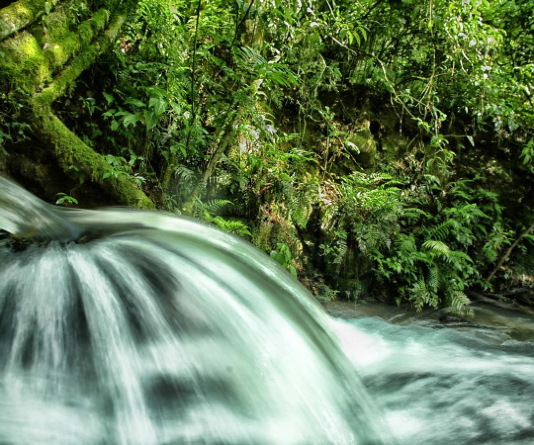 ICMS Ecológico: IAT prorroga prazo para municípios apresentarem relatórios