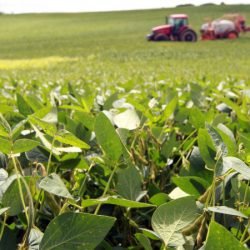 Complexo soja impulsiona agronegócio do Paraná com faturamento de US$ 2,94 bilhões até maio