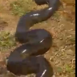 Sucuri gigante é flagrada capturando cachorro em quintal de casa em Fátima do Sul (MS)
