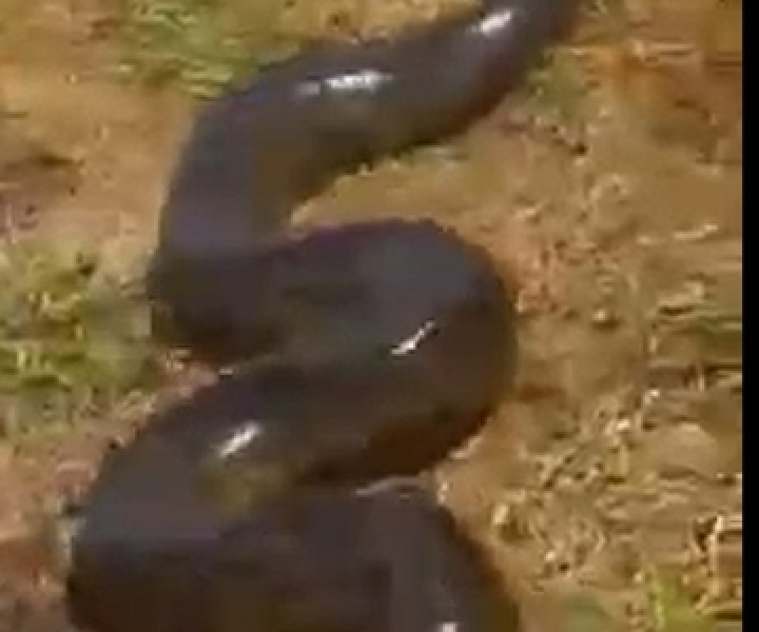 Sucuri gigante é flagrada capturando cachorro em quintal de casa em Fátima do Sul (MS)