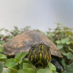 Tartaruga de estimação desaparece no bairro 14 de Novembro, em Cascavel