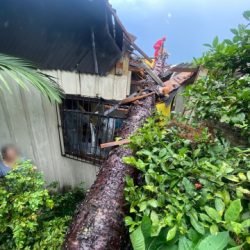 Temporal provoca queda de árvores e mobiliza Defesa Civil em União da Vitória