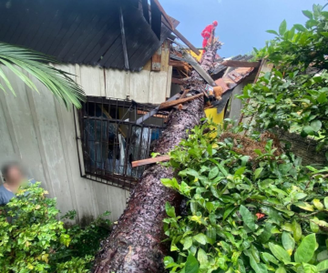 Temporal provoca queda de árvores e mobiliza Defesa Civil em União da Vitória