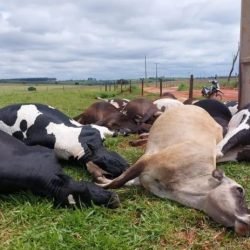 Descarga elétrica causa morte de 19 vacas em propriedade rural de Altônia