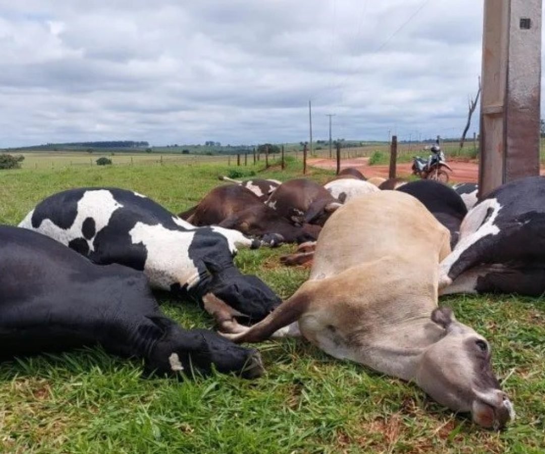 Descarga elétrica causa morte de 19 vacas em propriedade rural de Altônia