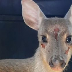Veado-catingueiro encontrado ferido em Irati é solto pelo IAT após tratamento