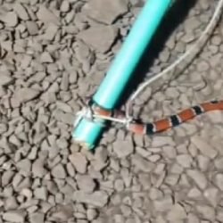 Vídeos mostram aumento de cobras em Santa Tereza do Oeste